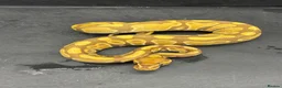 Python Snake reptiles for sale: Ball pythons  in Felixstowe - Advert 4