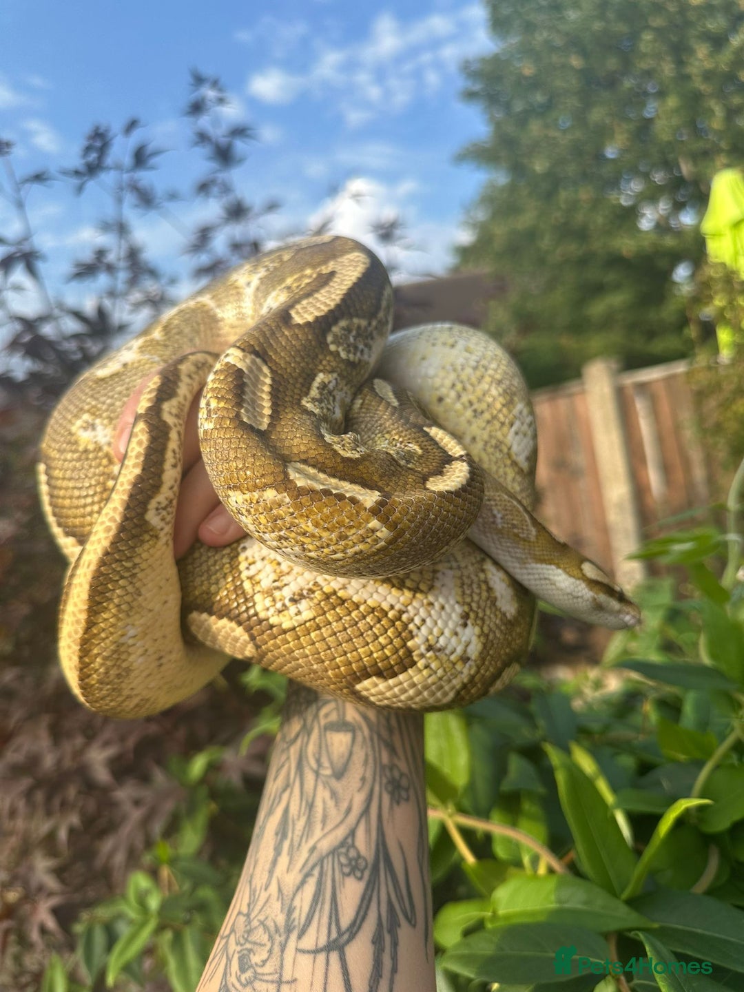 Python Snake reptiles for sale: 🐍 Ball Pythons for Sale – Collection Nottingham  - Image 4