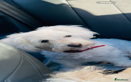 Bichon Frise dogs for sale: 🐶 Bichon Puppies – looking for loving Homes  - Image 7