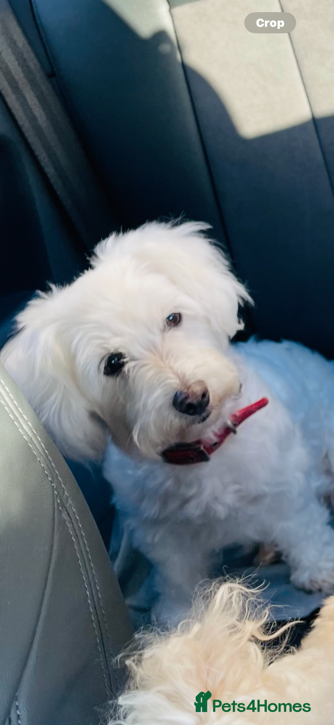 Bichon Frise dogs for sale: 🐶 Bichon Puppies – looking for loving Homes  - Image 7