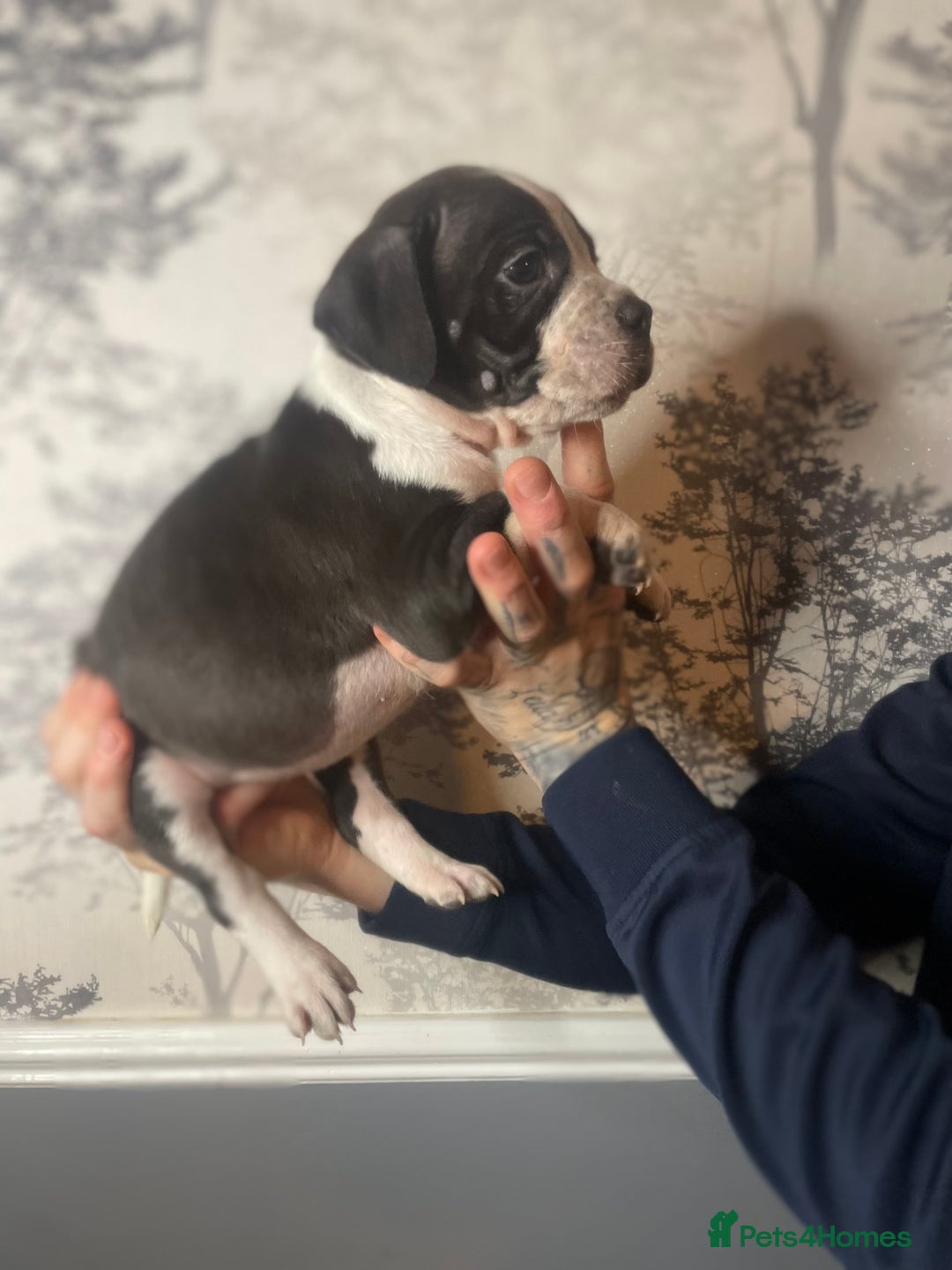 American Bully dogs for sale: Pocket bully puppies  - Advert 5