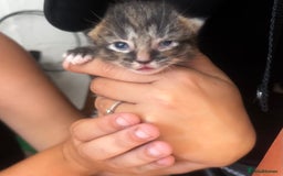 British Shorthair cats for sale: Kittens - Image 4