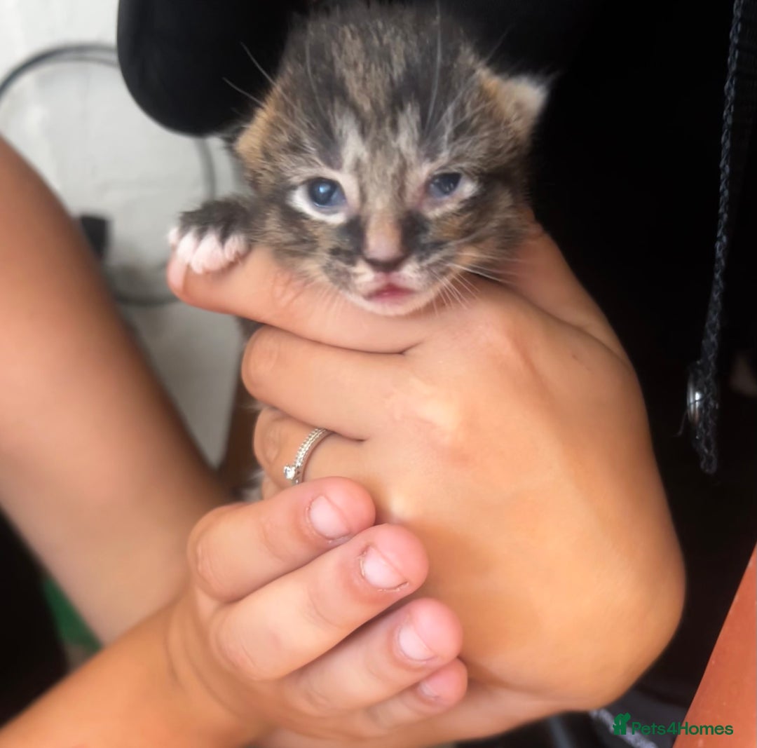 British Shorthair cats for sale: Kittens - Image 4