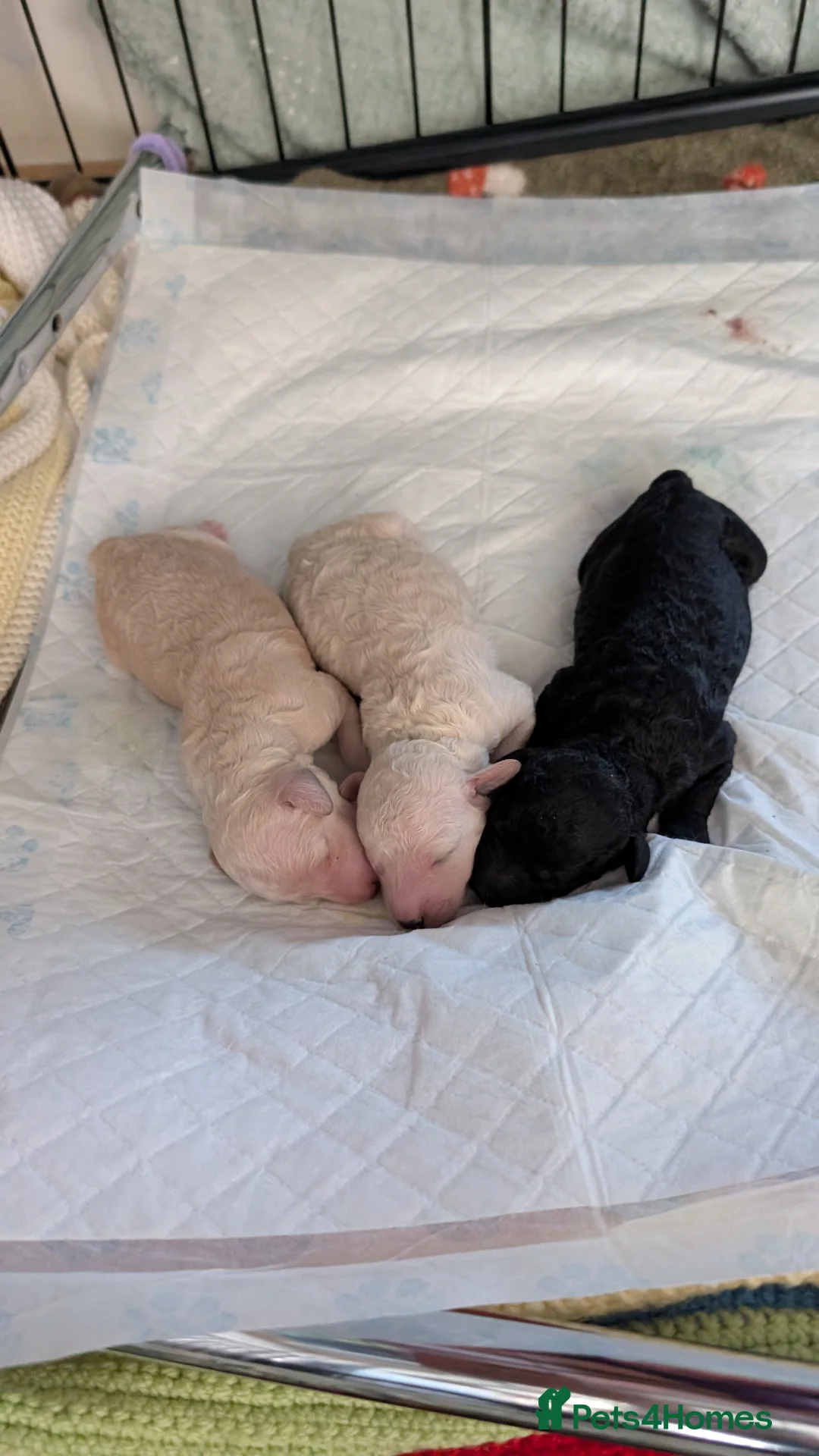 Mixed Breed dogs for sale: Exceptional moyen poodle puppies  in Bootle - Advert 21