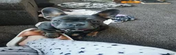 French Bulldog dogs for sale: Ruby1 in Bolton - Advert 3