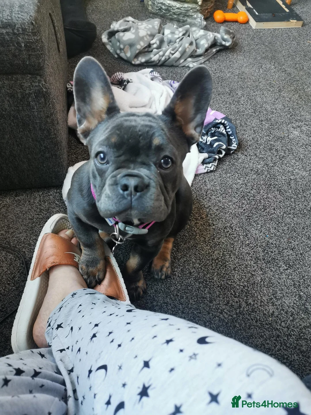 French Bulldog dogs for sale: Ruby1 in Bolton - Advert 3