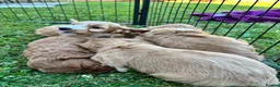 Cockapoo dogs for sale: Beautiful cockapoos - Advert 24