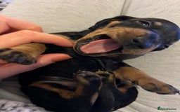 Miniature Dachshund dogs for sale: Miniature dachshund puppies  - Image 6