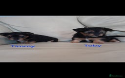 Yorkshire Terrier dogs for sale: Yorkshire Terrier Puppies - Image 4