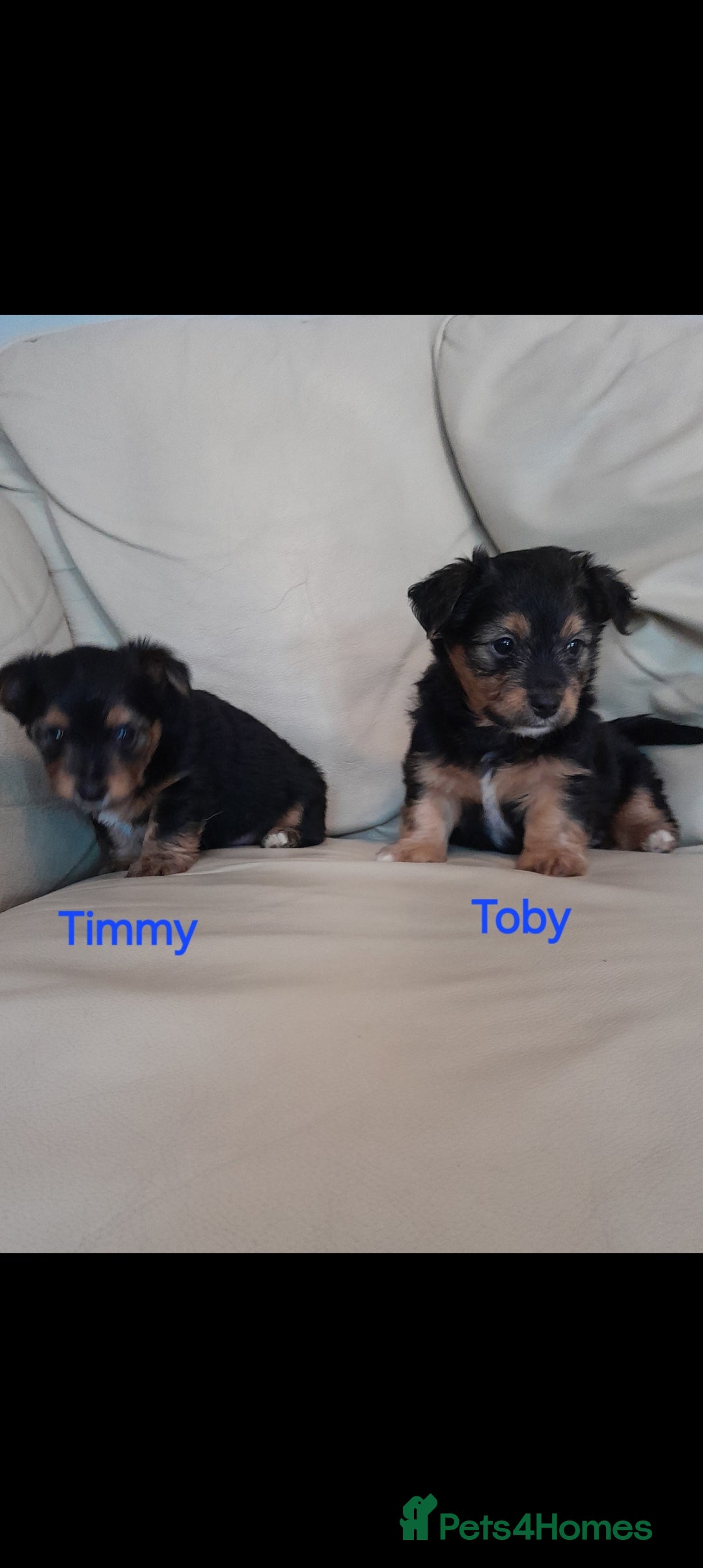 Yorkshire Terrier dogs for sale: Yorkshire Terrier Puppies - Image 4