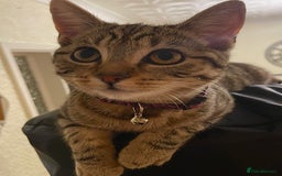 British Shorthair cats for sale: 6 month old Tabby kitten - Image 2