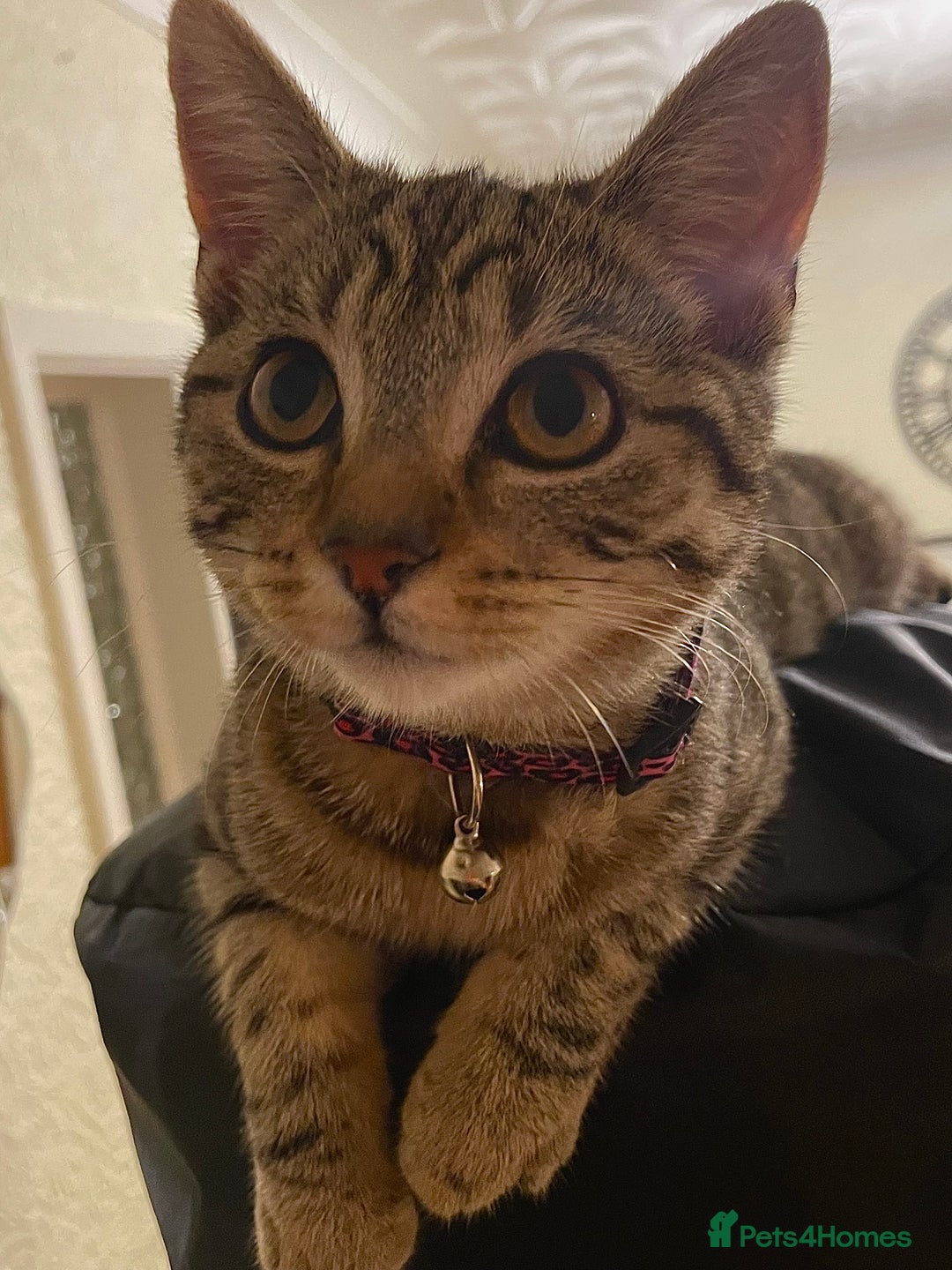 British Shorthair cats for sale: 6 month old Tabby kitten - Image 2