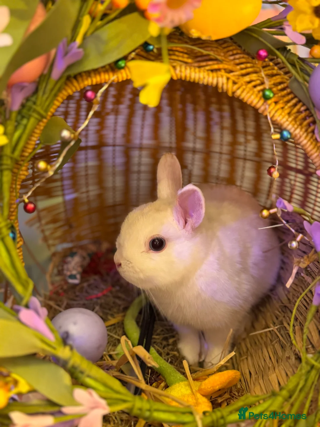 Netherland Dwarf rabbits for sale: Urgent rehoming. Young Netherland dwarf+ mini lop - Advert 29