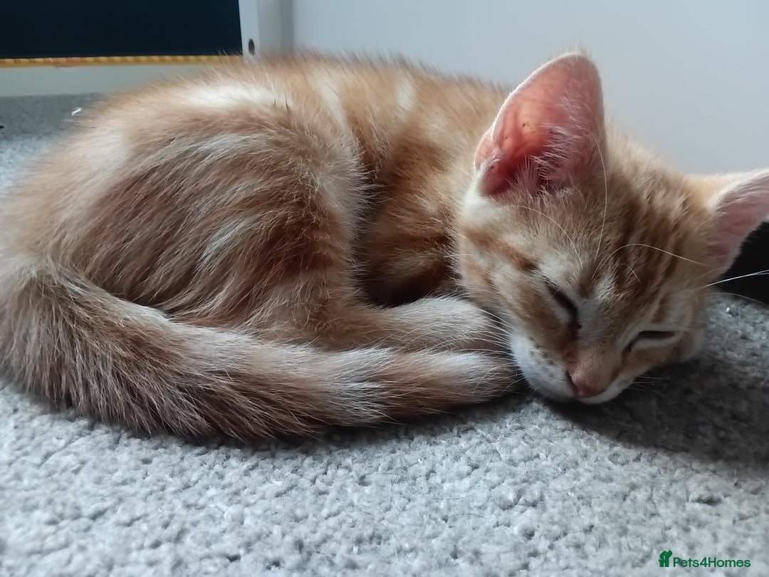 Mixed Breed cats for sale: Mixed breed kittens  - Image 2