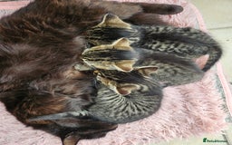 Mixed Breed cats for sale: Tabby Kittens 3 female 1 boy - Image 5