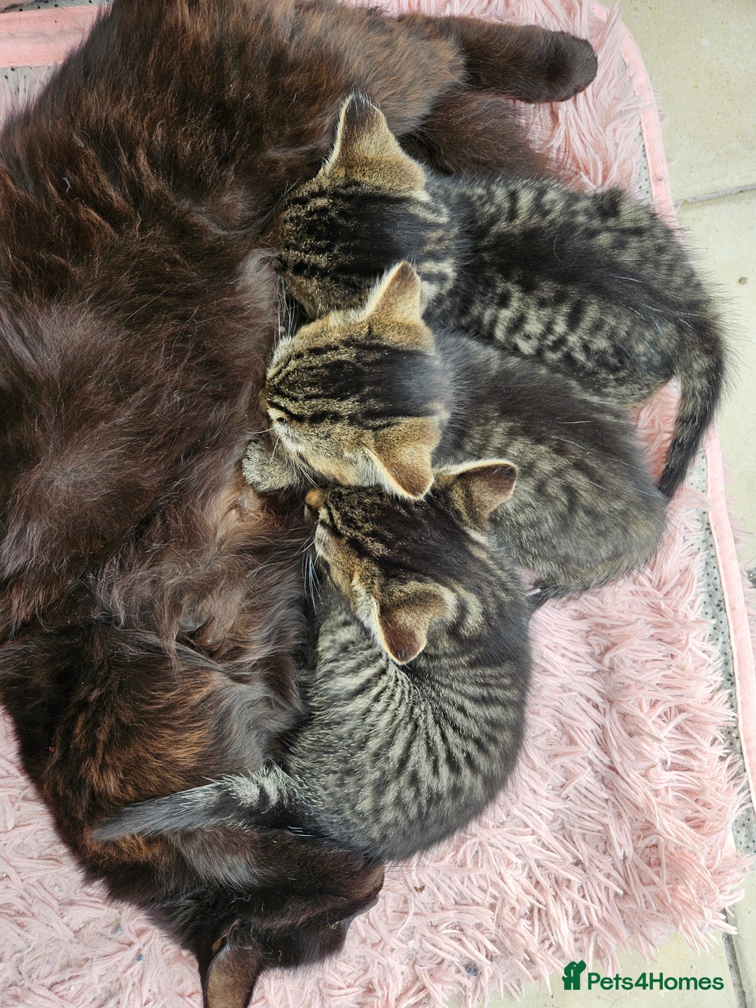 Mixed Breed cats for sale: Tabby Kittens 3 female 1 boy - Image 5
