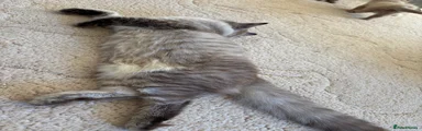 Ragdoll 1