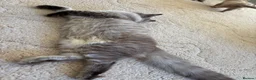 Ragdoll cats for sale: ACTIVE FAWN POINT GIRL AVAILABLE  in Norwich - Advert 19