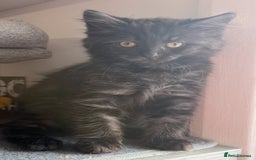 Ragdoll cats for sale: Smoke Ragdoll x British shorthair kitten - Image 8