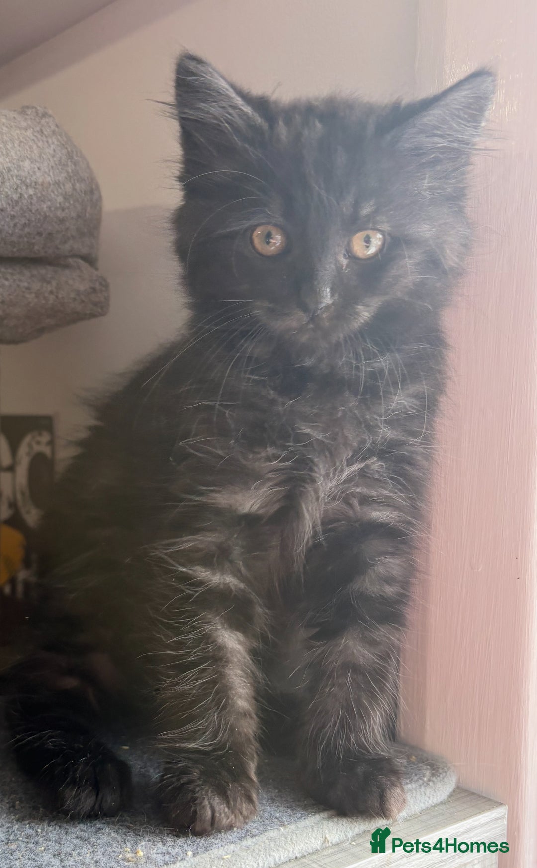 Ragdoll cats for sale: Smoke Ragdoll x British shorthair kitten - Image 8