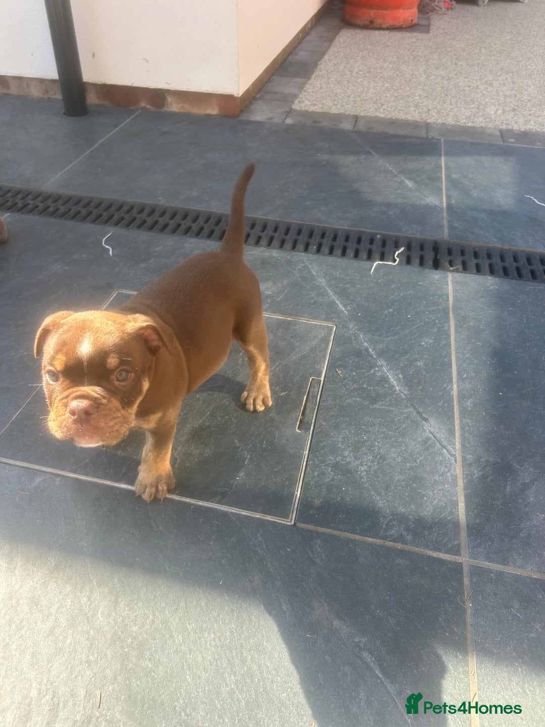 Olde English Bulldogge dogs for sale: Olde English Bulldog Puppies - Image 6