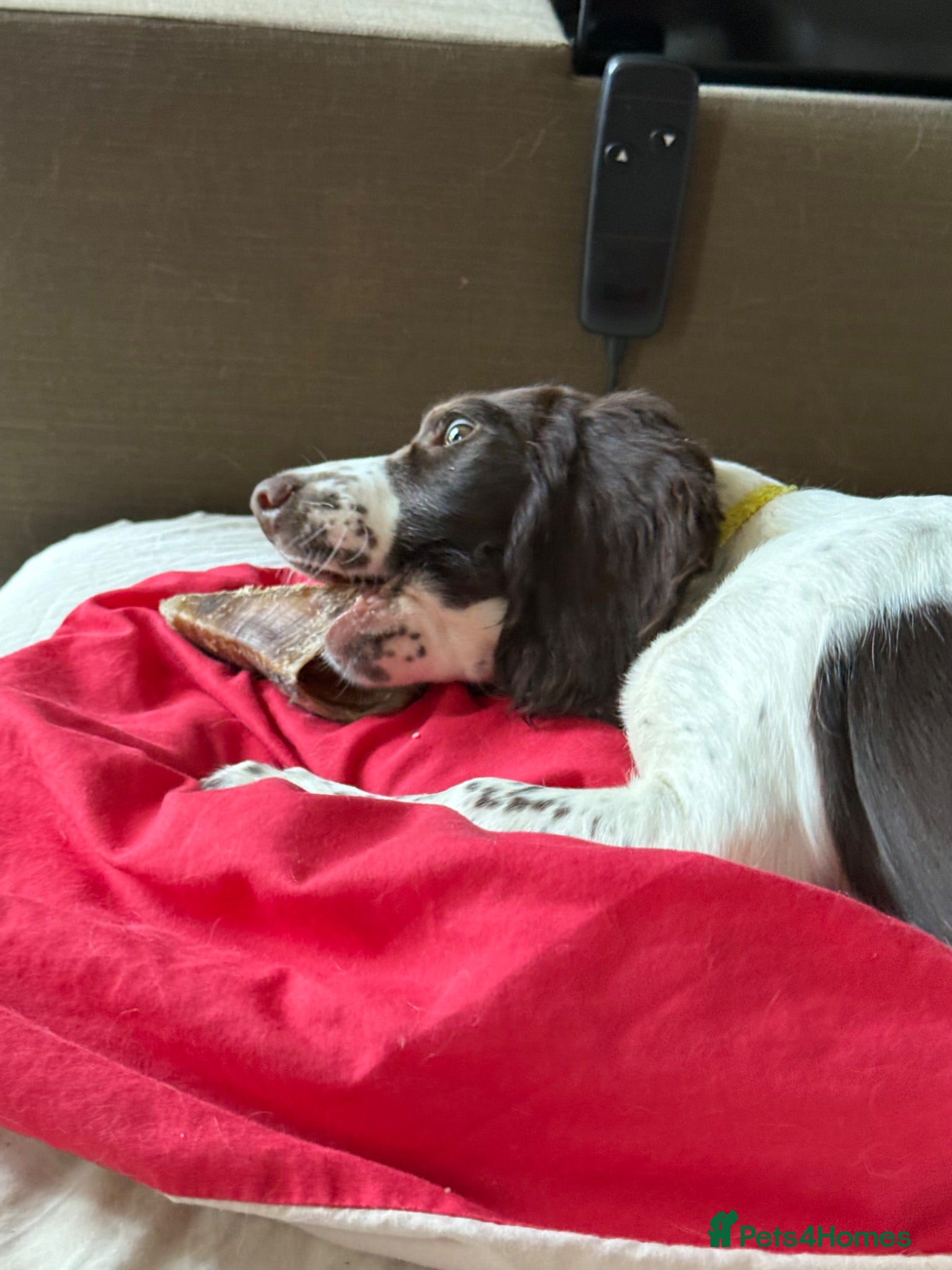English Springer Spaniel dogs Last girl 5th Gen Liver and White ESS Puppies - Advert 13