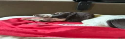 English Springer Spaniel dogs for sale: Boy 5th Gen Liver and White ESS Puppies - Advert 6