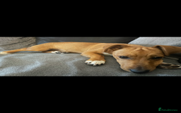 Jack Russell dogs for sale: Jack russel - Image 3