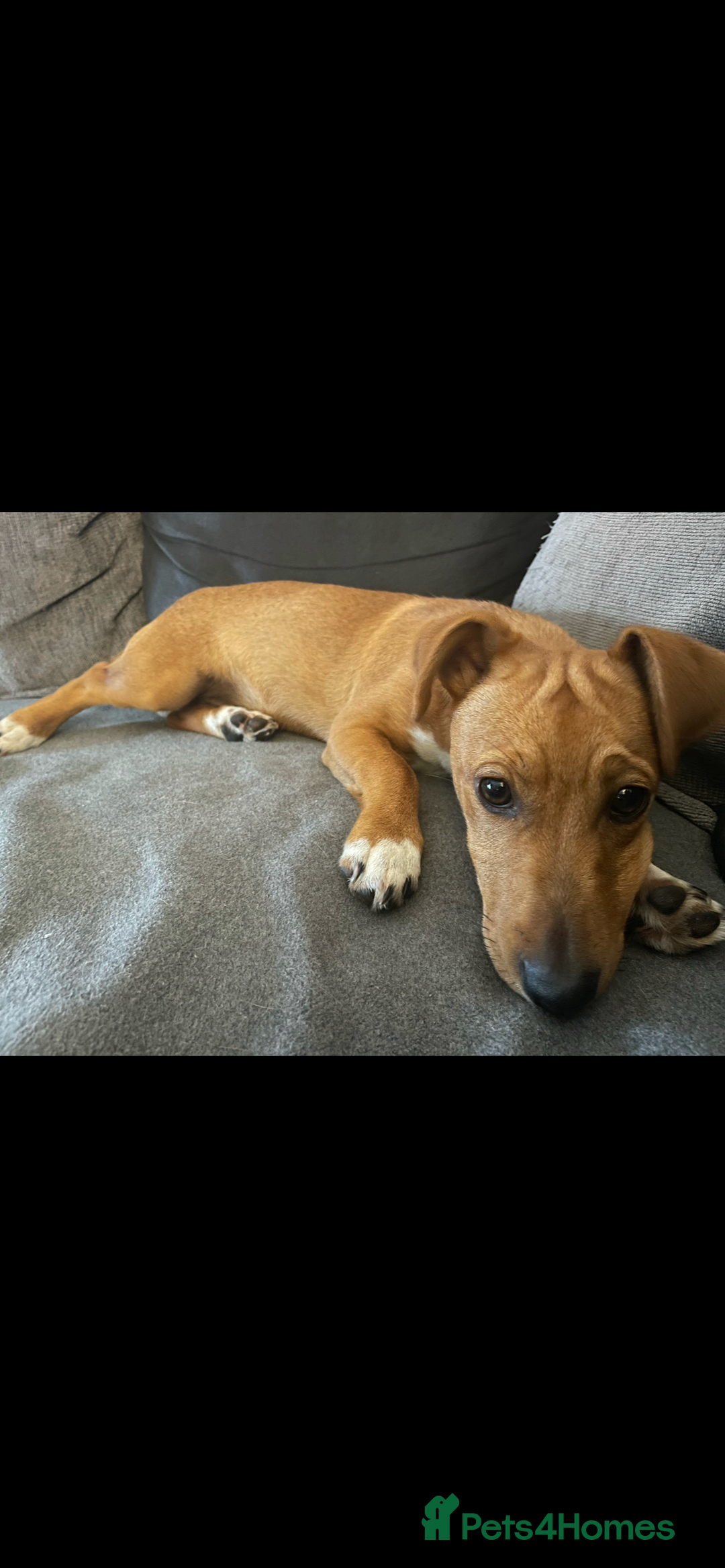 Jack Russell dogs for sale: Jack russel - Image 3