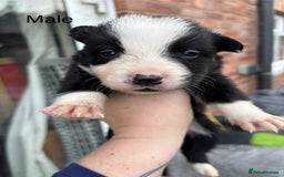 Border Collie dogs for sale: Border collie puppies for sale  - Image 3