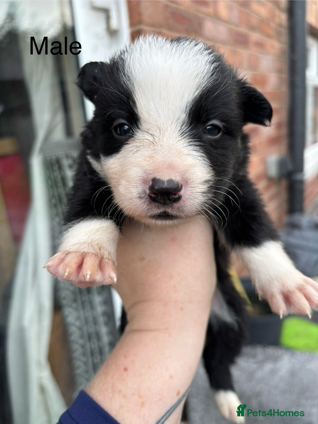 Border Collie dogs for sale: Border collie puppies for sale  - Image 3