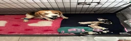 Beagle dogs for sale: Stunning KC registered litter by Campeach beagles. - Advert 8