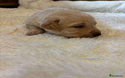 Labrador Retriever dogs for sale: KC REGISTERED DNA TESTED LABRADOR PUPPIES - Image 18