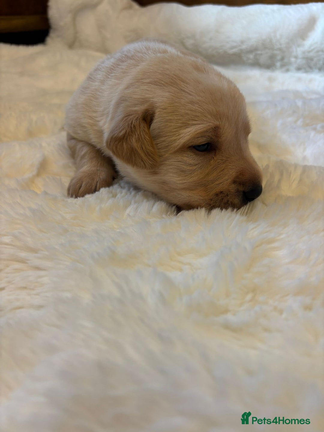 Labrador Retriever dogs for sale: KC REGISTERED DNA TESTED LABRADOR PUPPIES - Image 18
