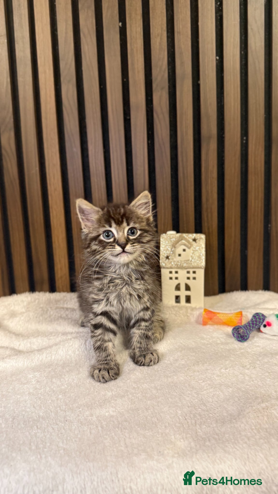 Ragdoll cats Last 1 Remaining | Stunning Mixed Ragdoll Kittens  - Advert 2