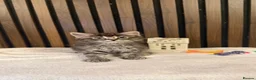 Ragdoll cats for sale: "Stunning Ragdoll Kittens | Tabby | Ready Now - Advert 15