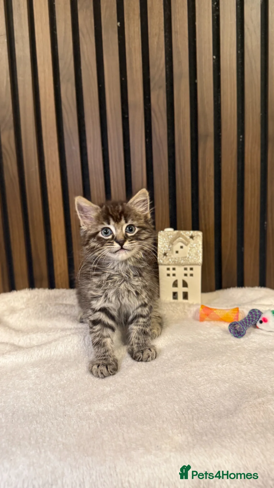 Ragdoll cats for sale: Last 1 Remaining | Stunning Mixed Ragdoll Kittens  - Advert 2