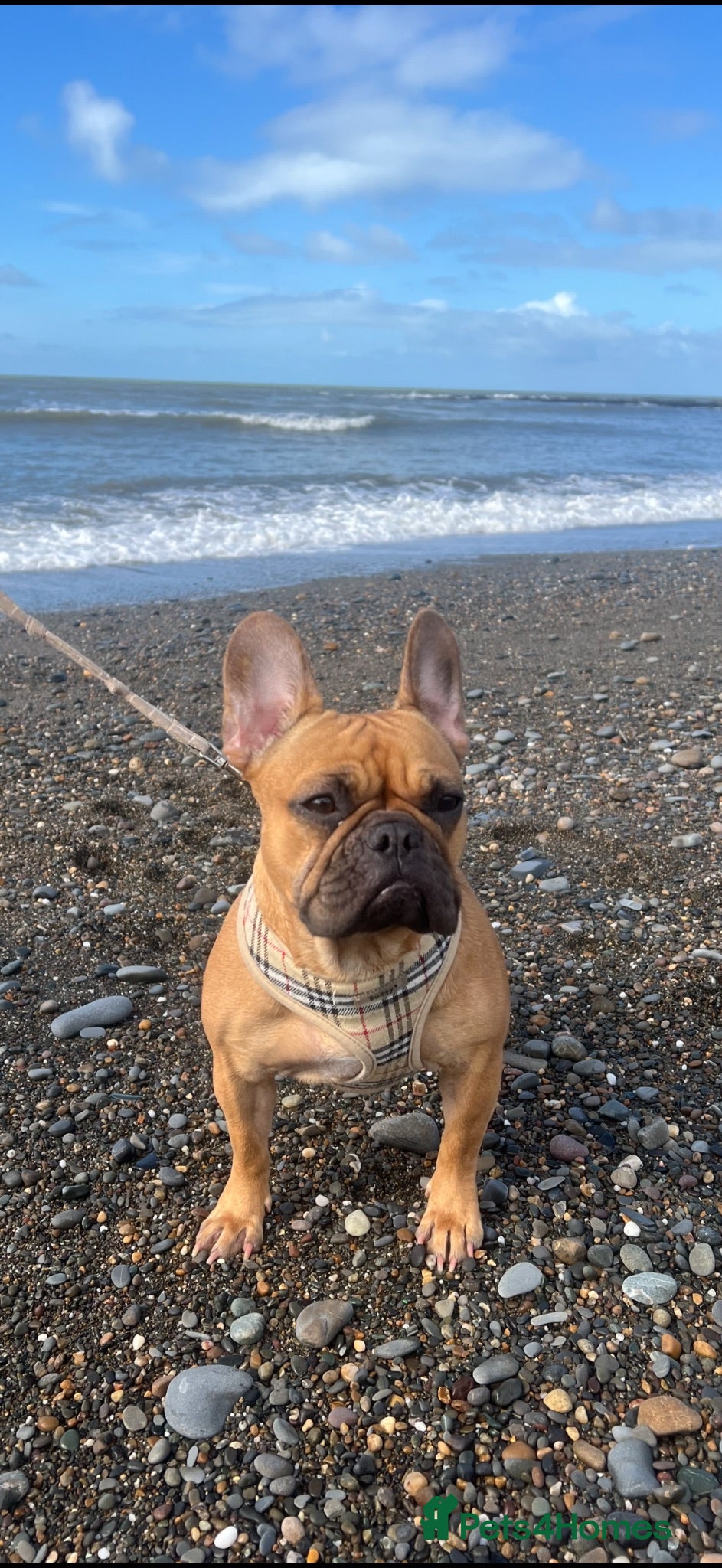 French Bulldog dogs 5 year old female French Bulldog - Advert 1