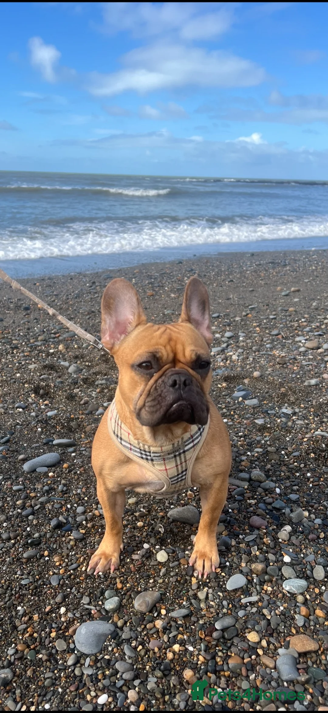 French Bulldog dogs for sale: 5 year old female French Bulldog - Advert 1