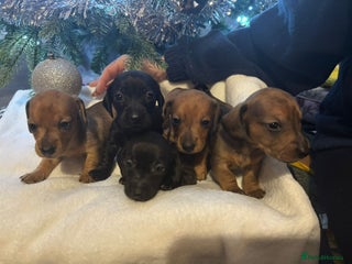 Miniature Dachshund dogs Miniature dachshunds - Advert 1