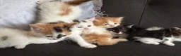 Perdoll cats for sale: Persian x Ragdoll kitten  - Advert 8