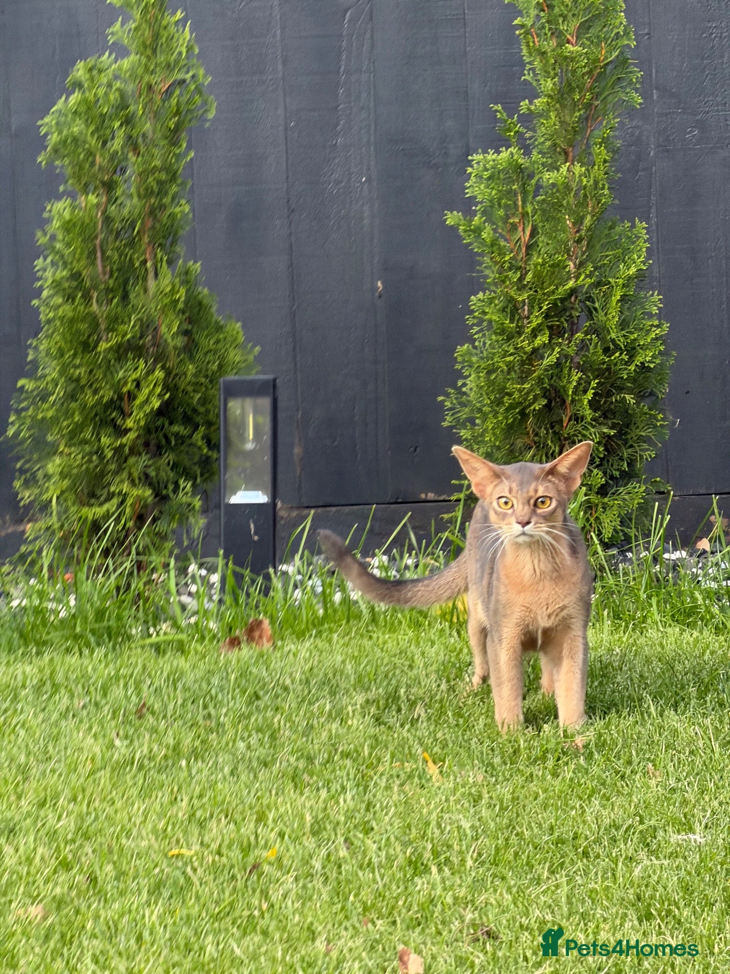 Abyssinian cats Last lovely boy😻 - Advert 7