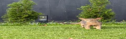 Abyssinian cats for sale: Last lovely boy😻 - Advert 3