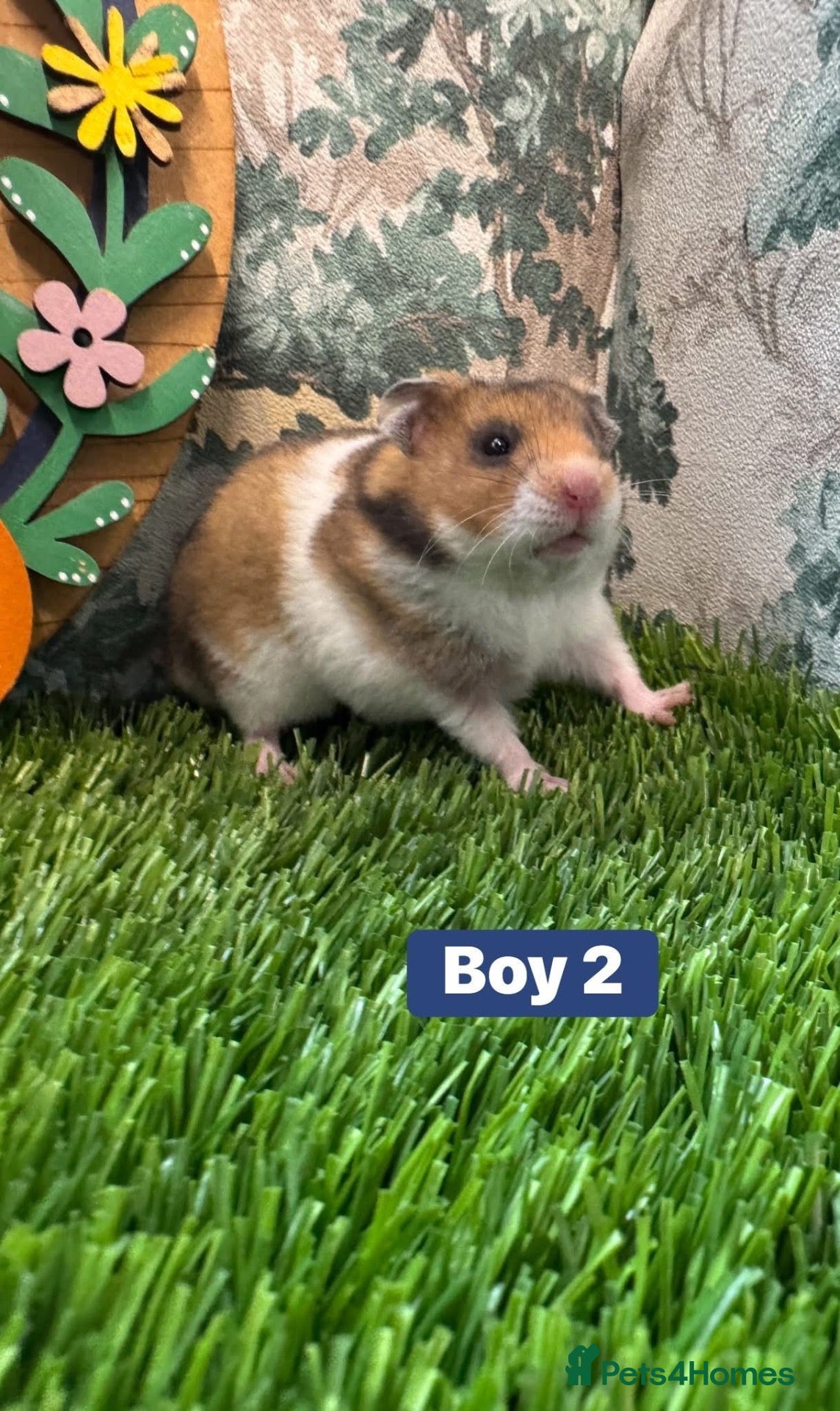 Hamster rodents Baby Syrian Hamsters Males Females Pedigree - Advert 1