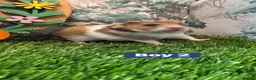 Hamster rodents for sale: Baby Syrian Hamsters Males Females Pedigree - Advert 6