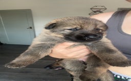 German Shepherd dogs for sale: German shepherd pups - Image 1