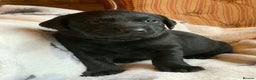 Labrador Retriever dogs for sale: KC registered litter one black dog left available  - Advert 4