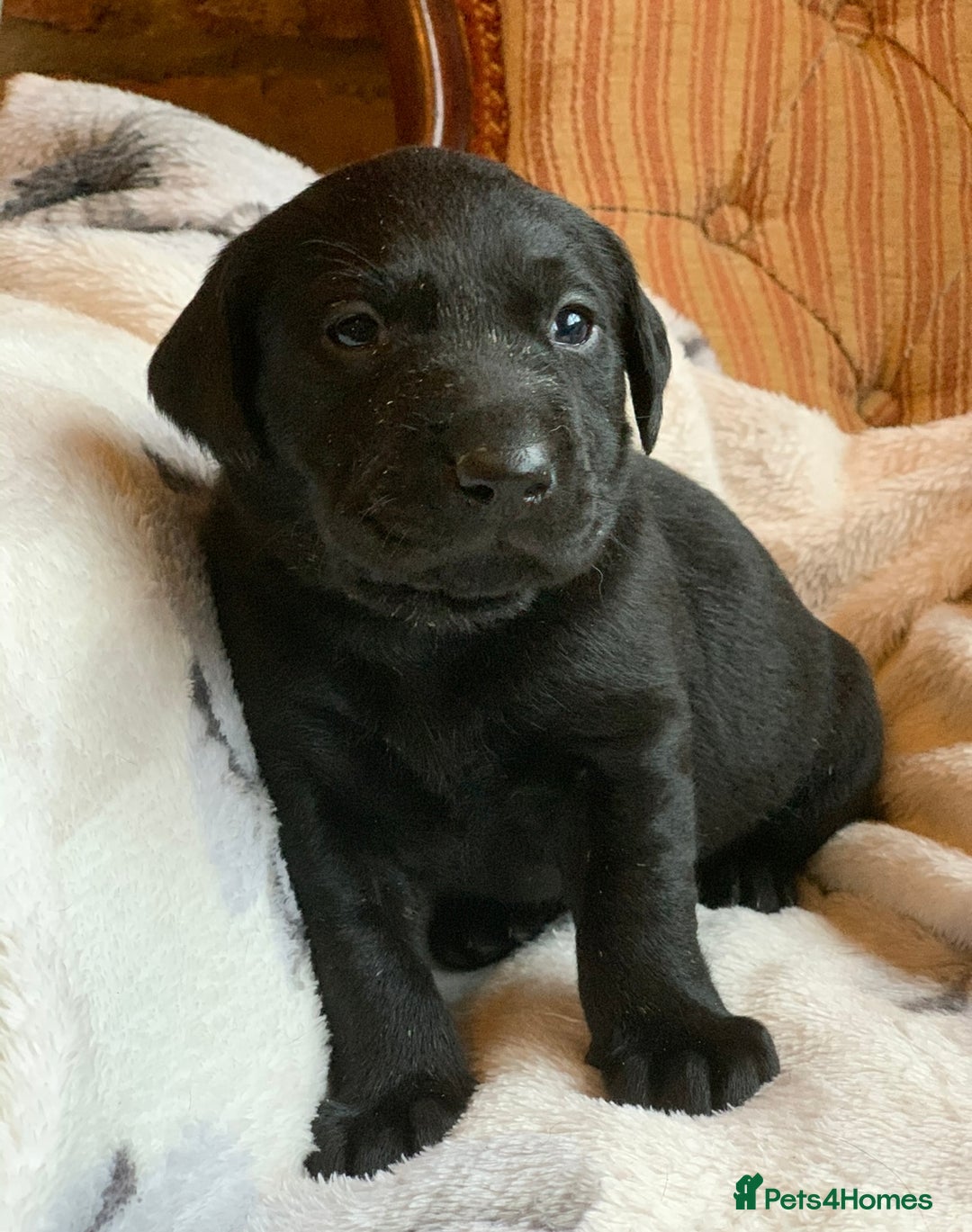 Labrador Retriever dogs for sale: KC registered litter one black dog left available  - Advert 4