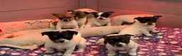 Jack Russell dogs for sale: Stunning Miniature Jack Russell Puppies  - Advert 15