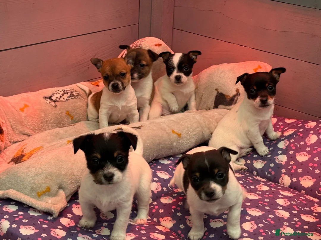 Jack Russell dogs for sale: Stunning Miniature Jack Russell Puppies  - Advert 15
